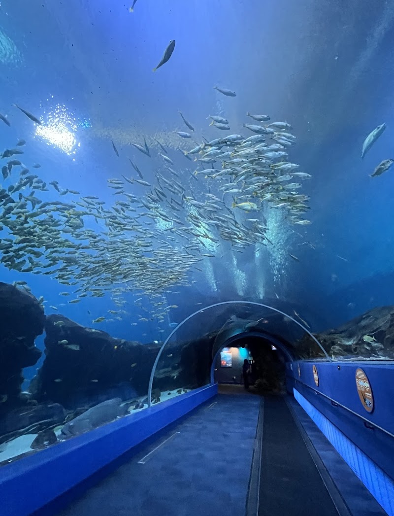 Georgia Aquarium