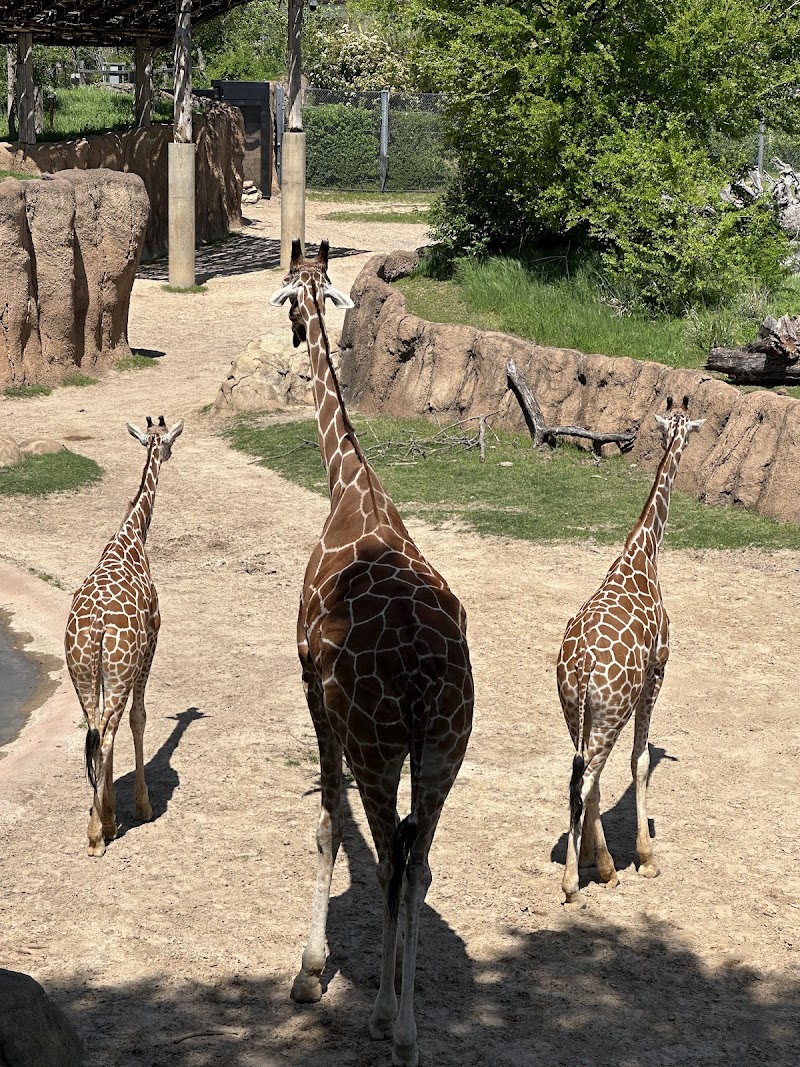 Giants of the Savanna