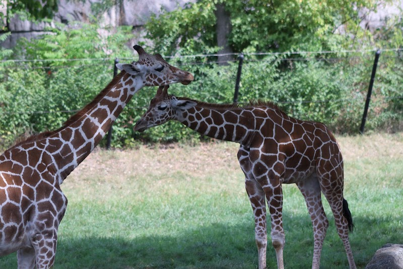 Giraffe and gazelle exhibit