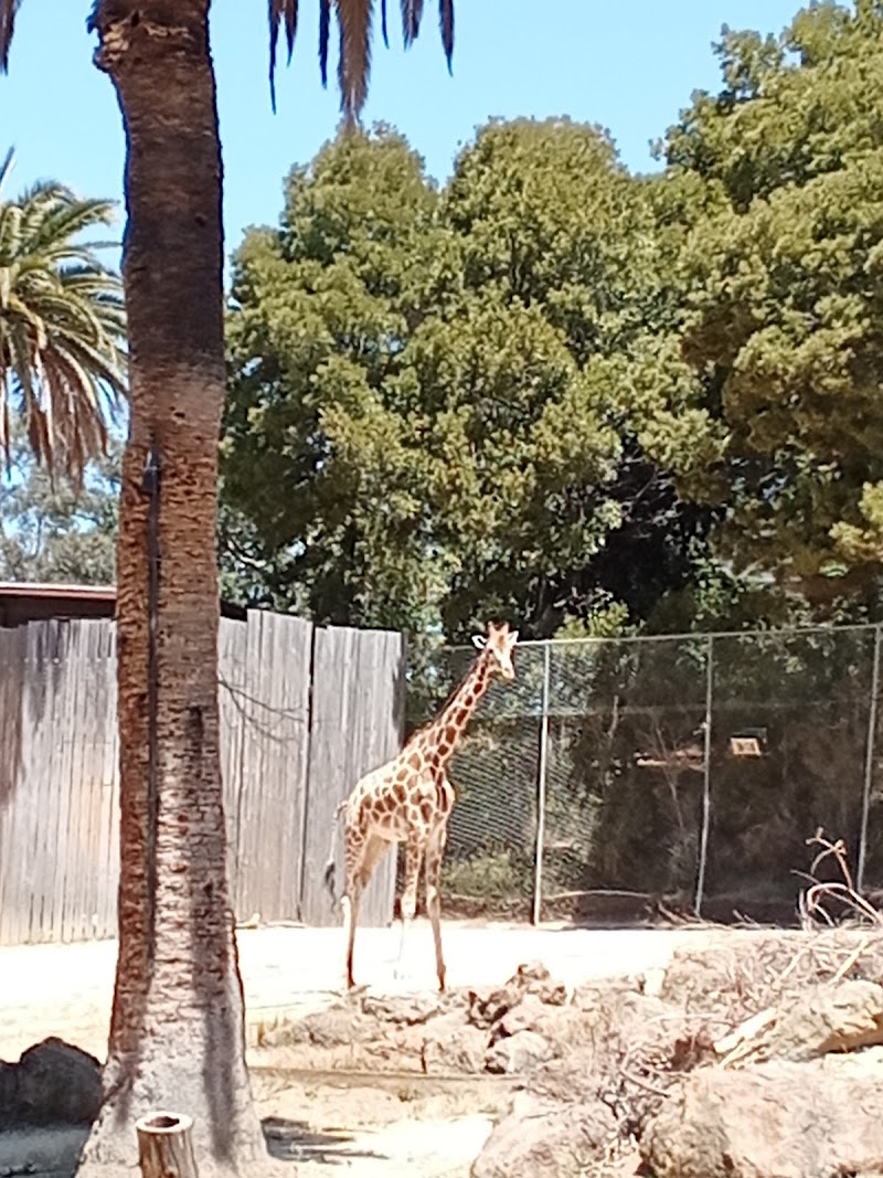 Giraffe Enclosure