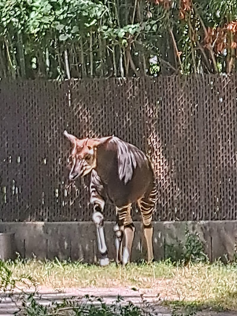 Giraffe House