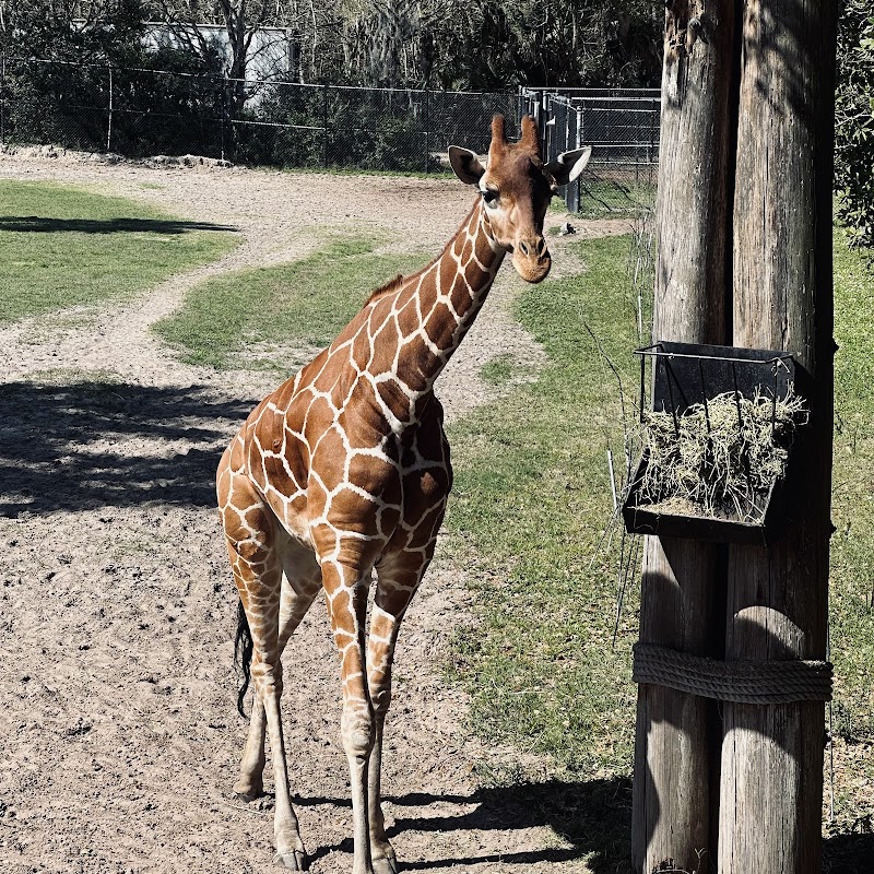 Giraffe Overlook
