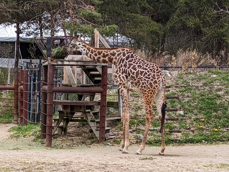 Giraffe Savanna
