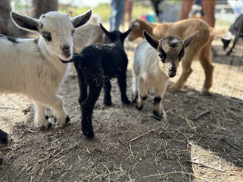 Goat Farm by Goat Shenanigans