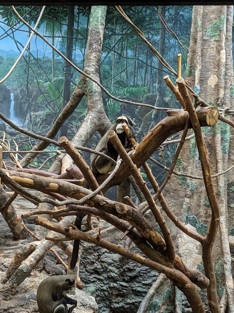 Gorilla Grove