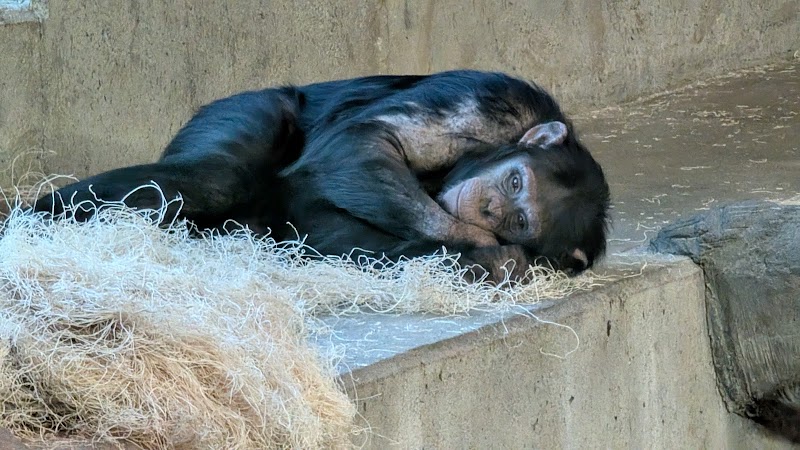 Gorilla Habitat