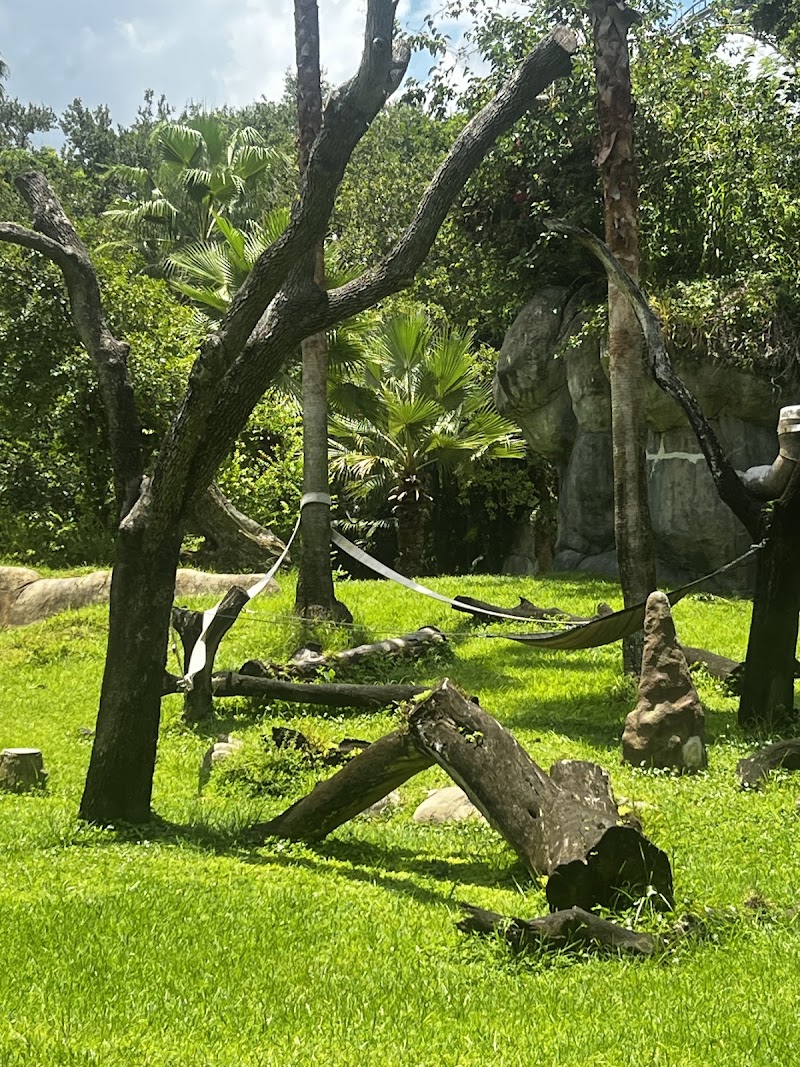 Gorilla Habitat