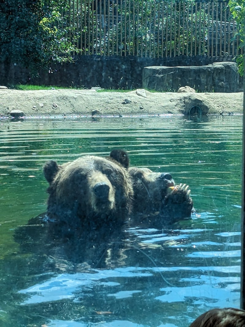 Grizzly Bears