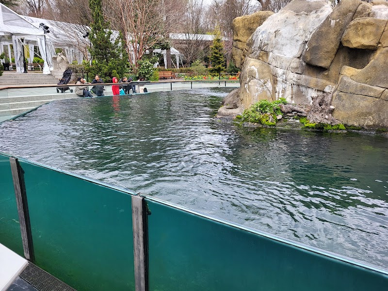 Harbor Seals