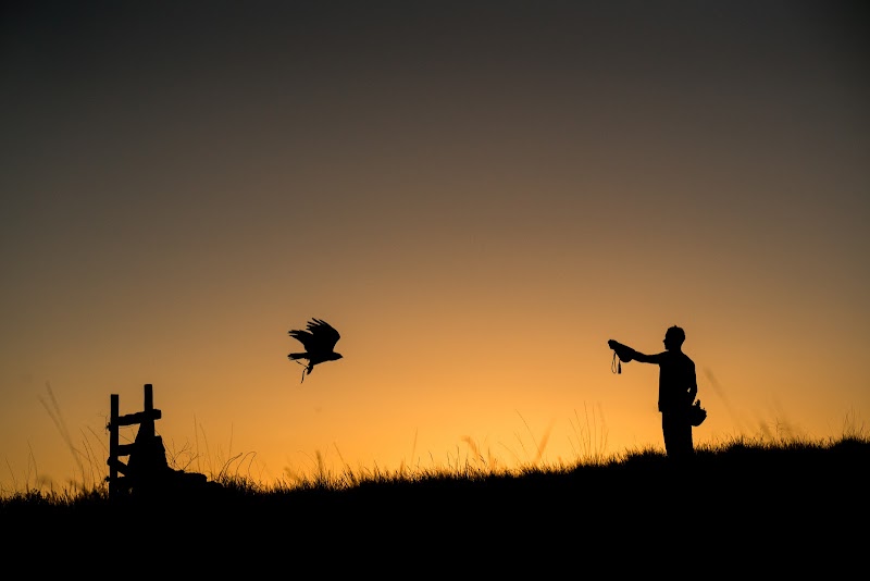 Hawk On Hand Falconry