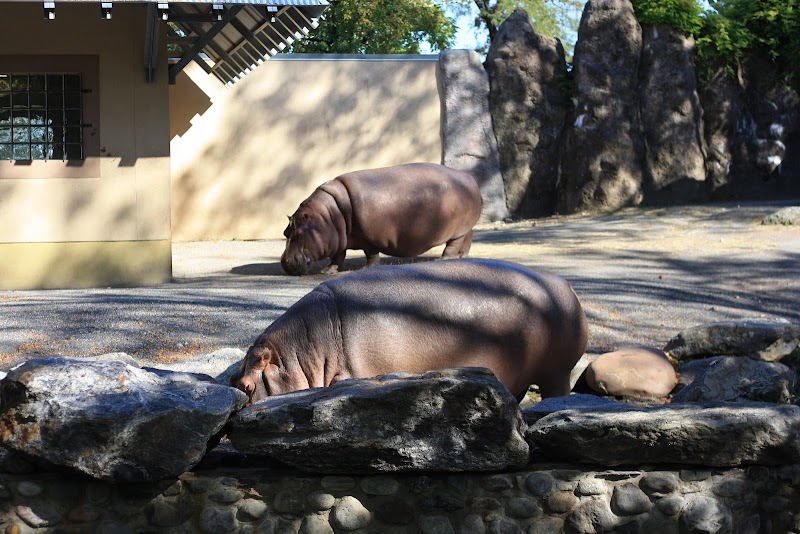 Hippo Habitat