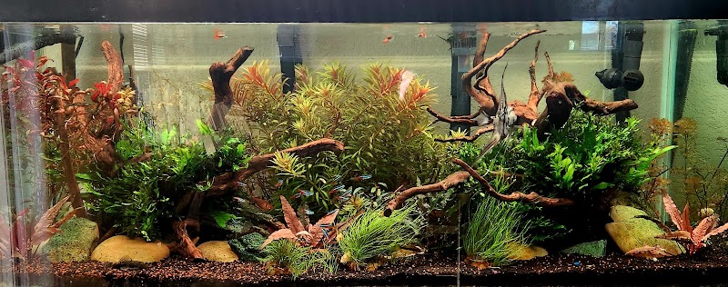 HOMEBRED AQUATICS