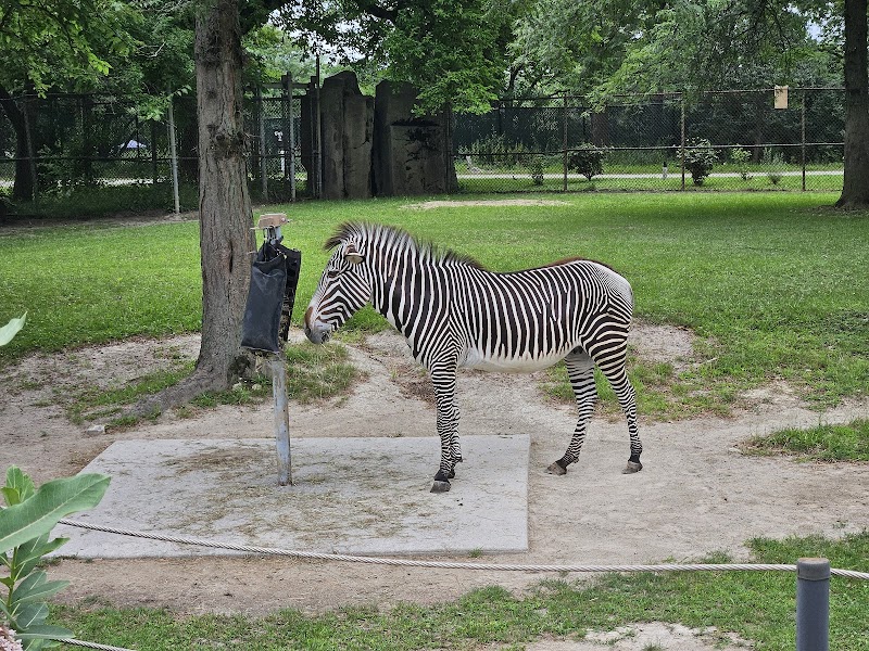 Hoofed Animals