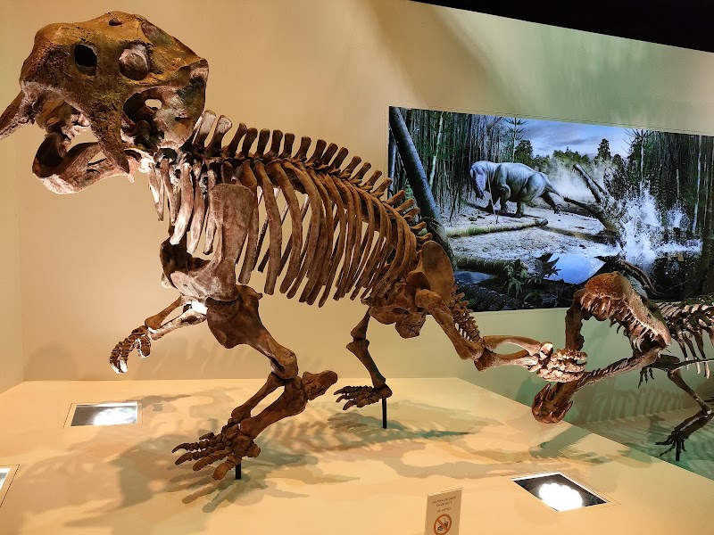 Houston museum of natural History