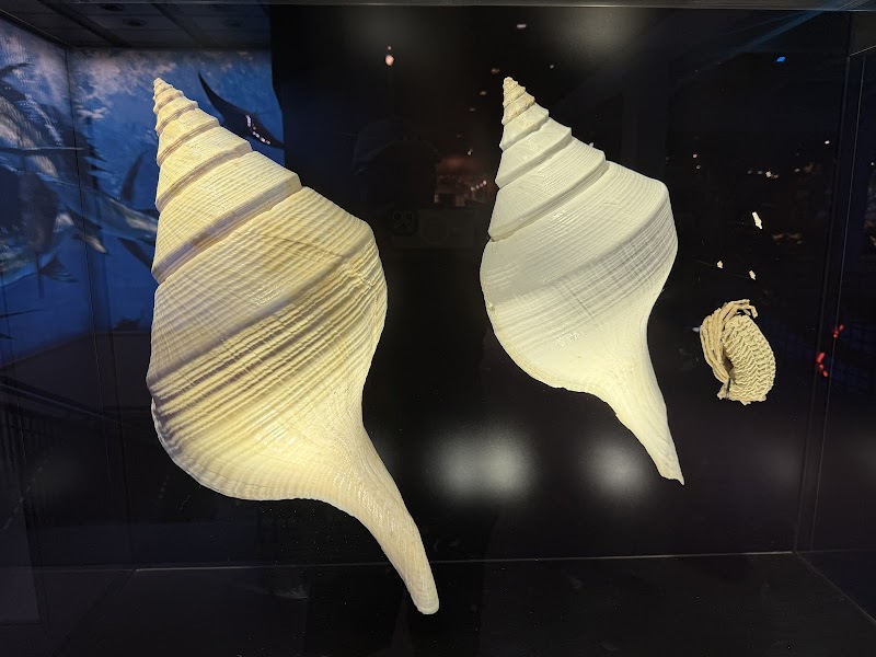 Houston museum of natural History - Photo 6