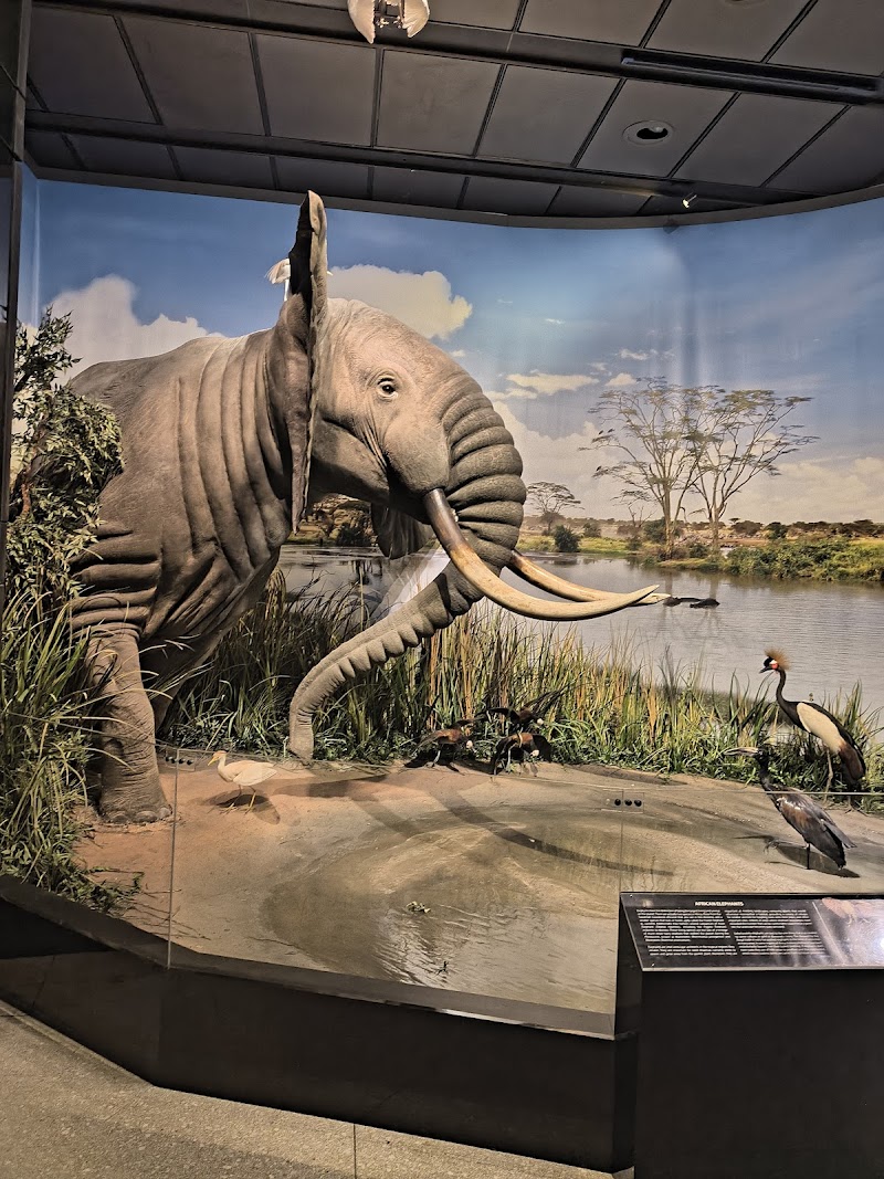 Houston Museum of Natural Science - Photo 4