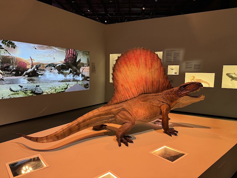 Houston Museum of Natural Science - Photo 7