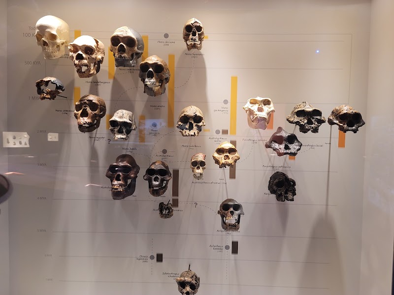 Houston Museum of Natural Science - Photo 9