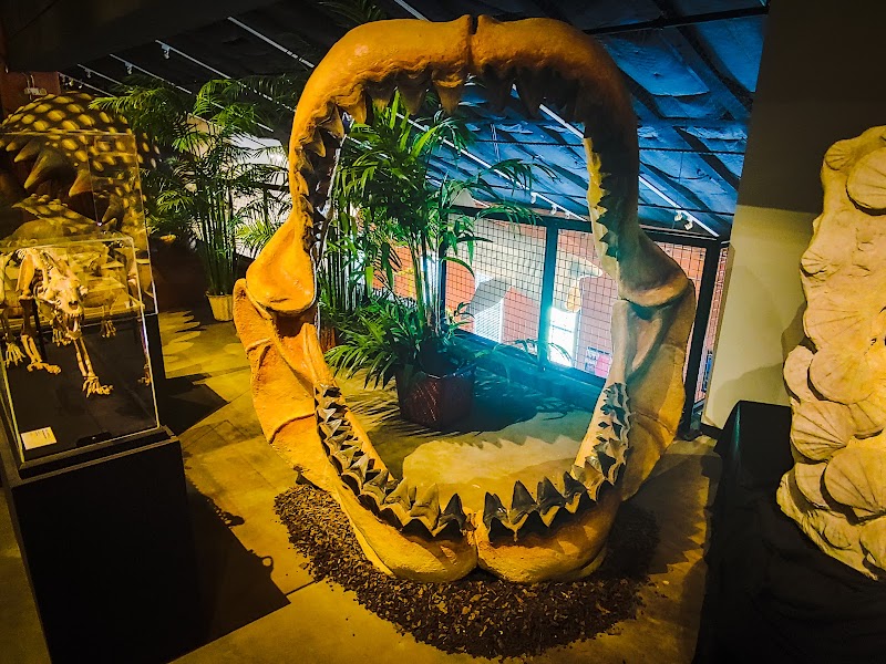 Houston Museum of Natural Science at Sugar Land - Photo 5