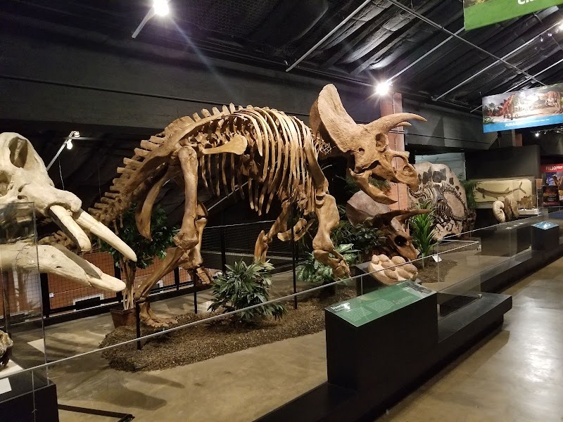 Houston Museum of Natural Science at Sugar Land - Photo 6