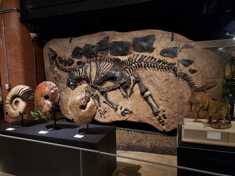 Houston Museum of Natural Science at Sugar Land - Photo 8