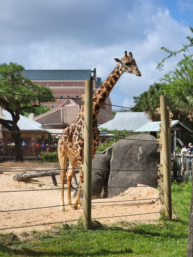 Houston Zoo - Photo 3