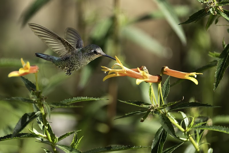 Hummingbird Aviary