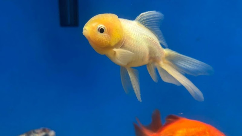 JADU PET SHOP