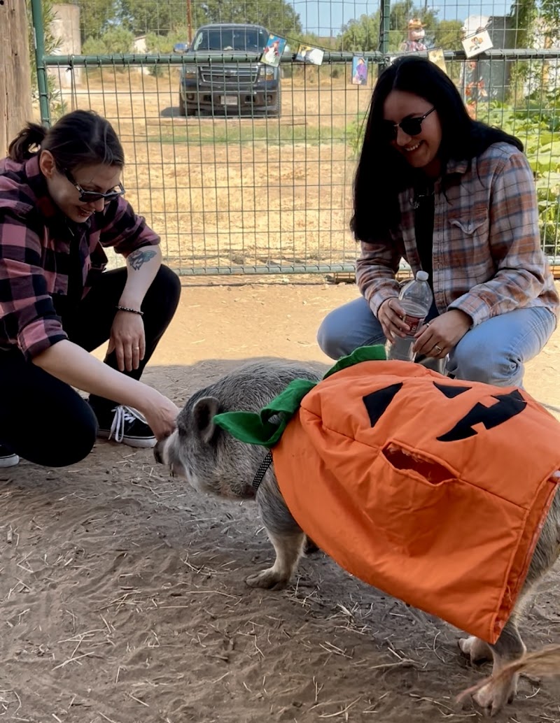 Joy of Pigs Co. | PORCINE®