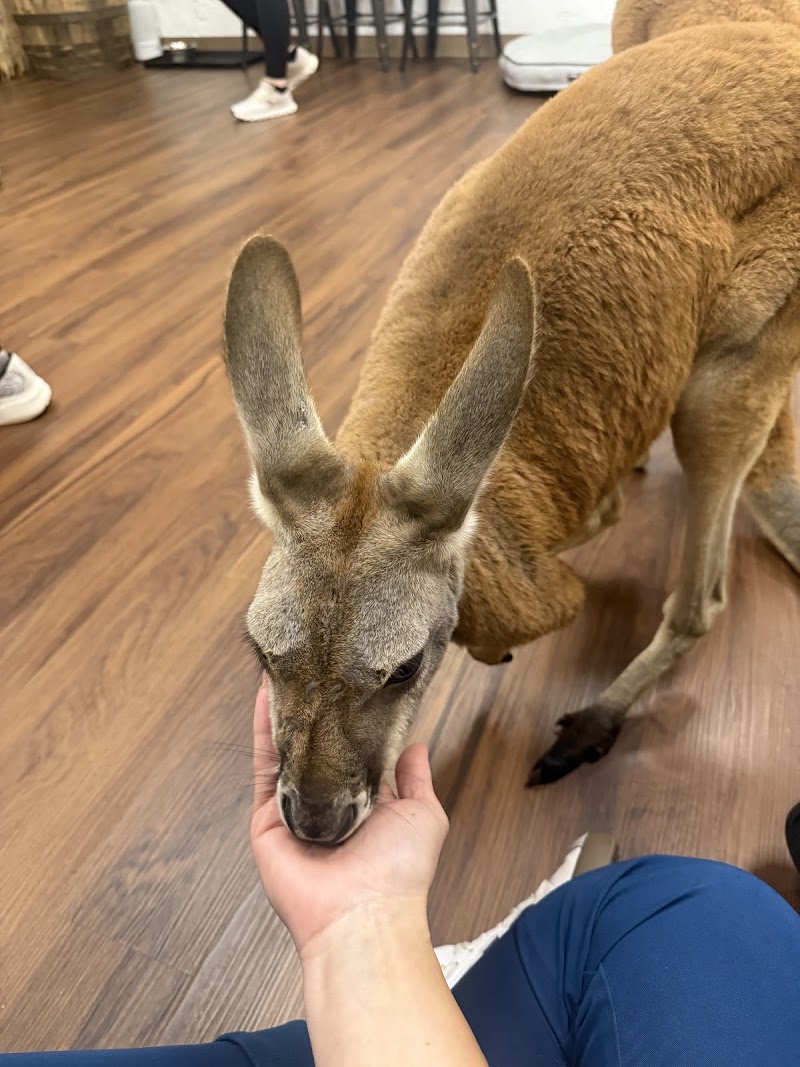Kangaroo Ranch