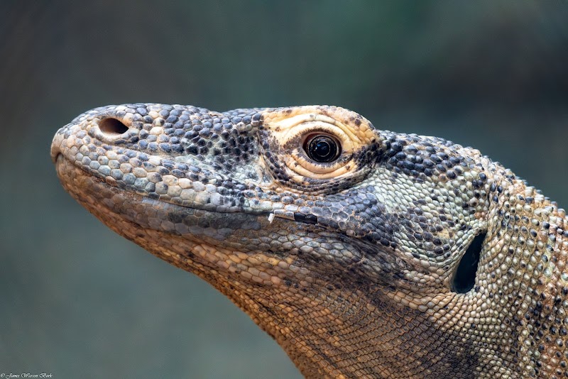 Komodo Kingdom