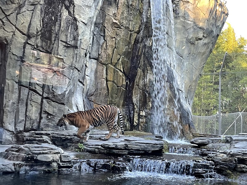 Land of the Tiger