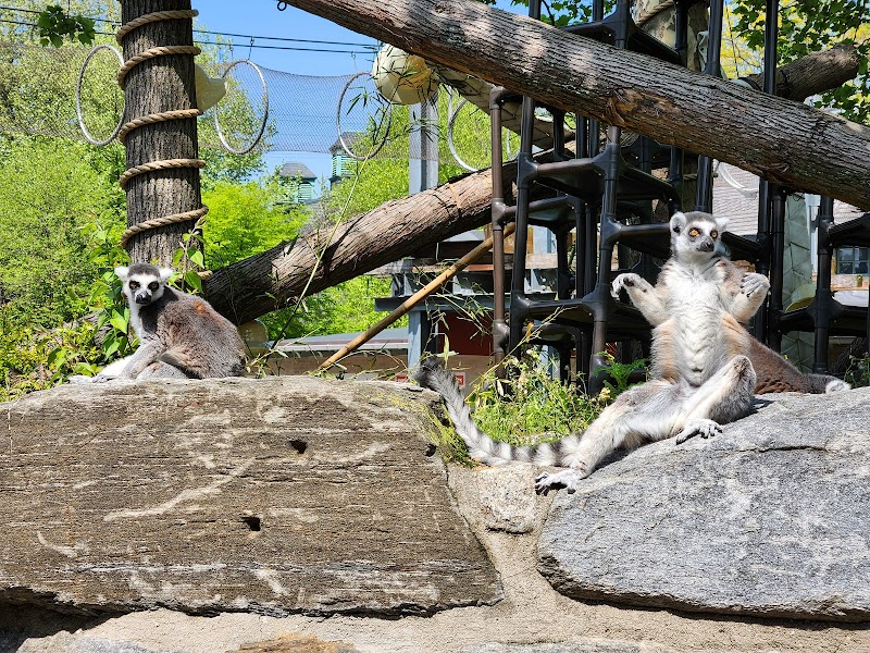Lemur Island