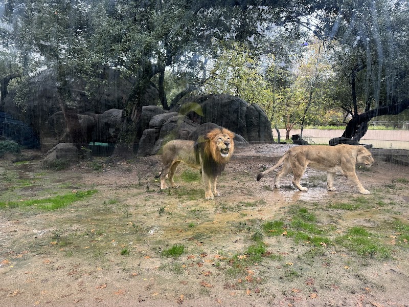 Lion Enclosure