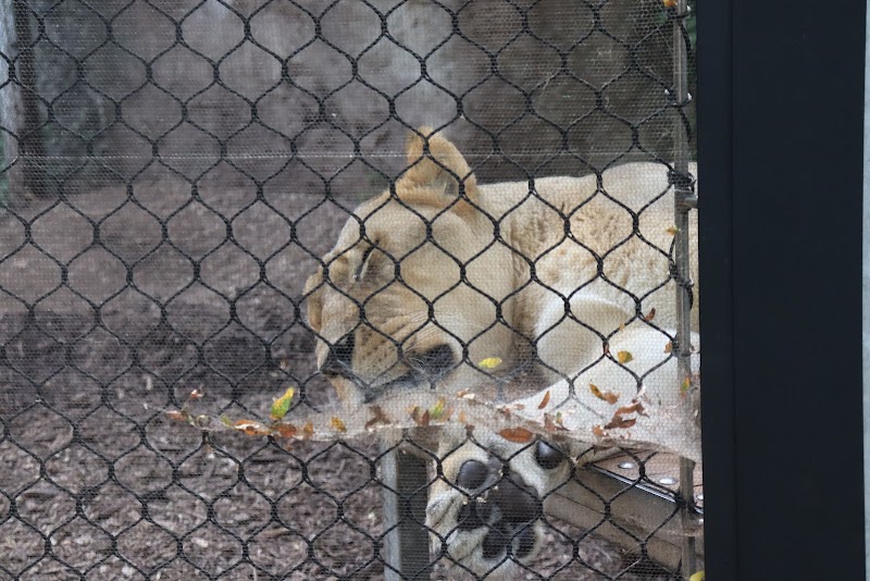 Lion exhibit