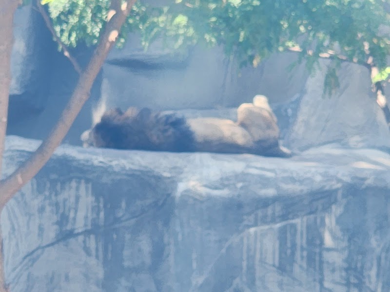 Lion Habitat