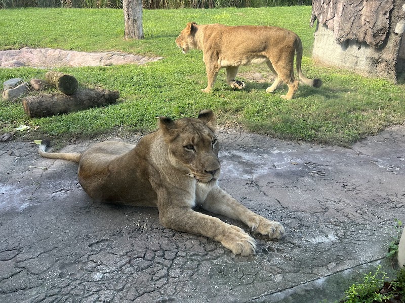 Lion Habitat