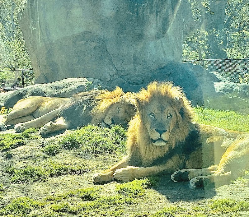 Lion's Den