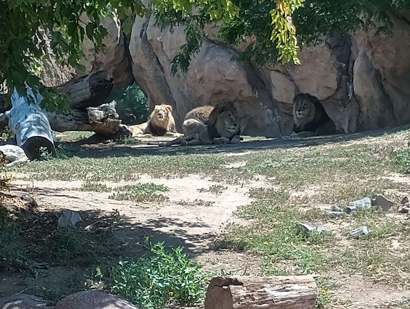 Lions' Lair