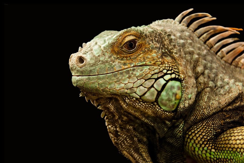 Lisa's Lizard Emporium
