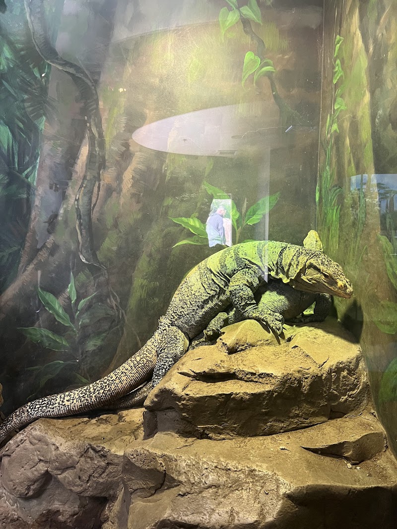 Living Amphibians Invertebrates and Reptiles