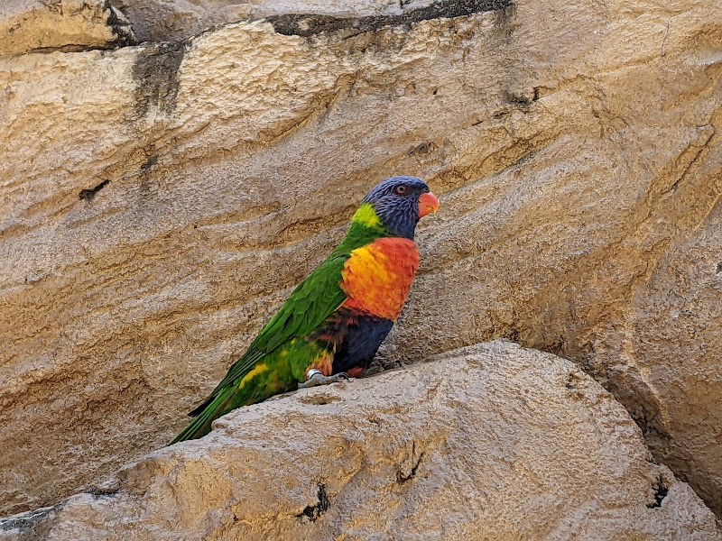 Lory Landing