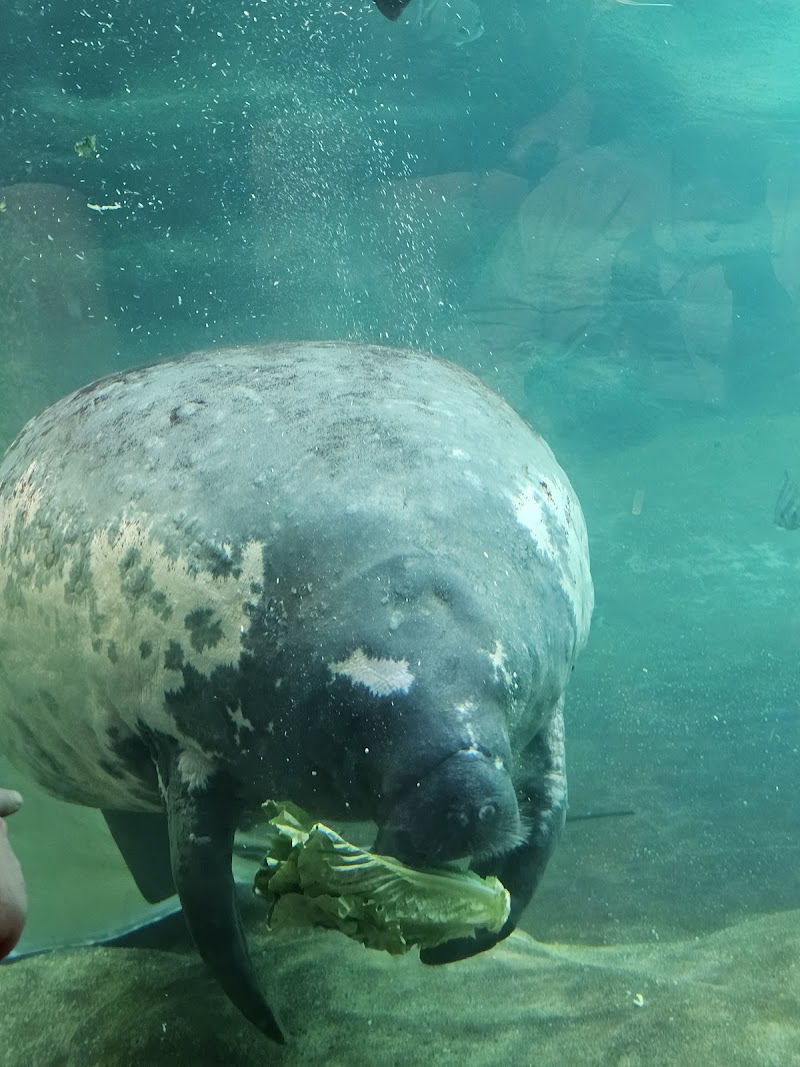 Manatee Coast