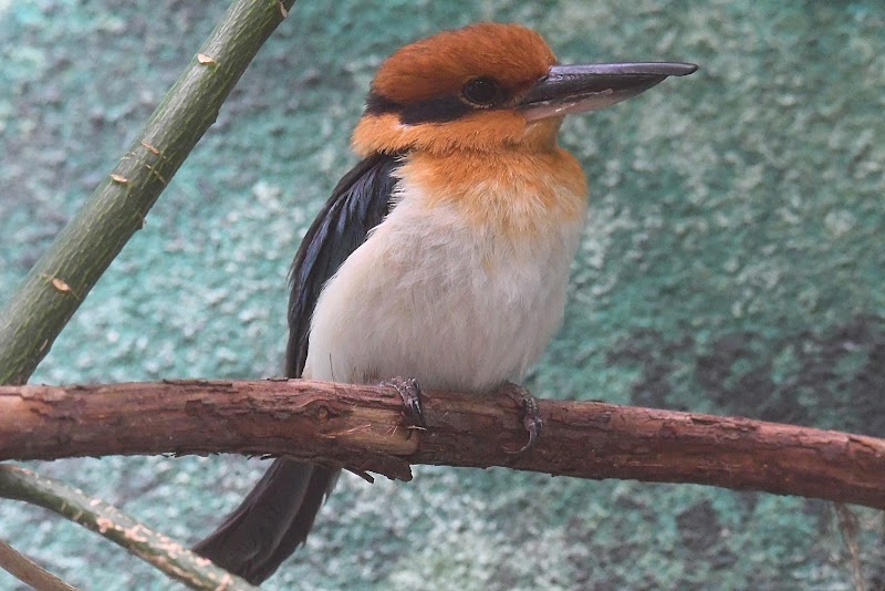 McNeil Avian Center