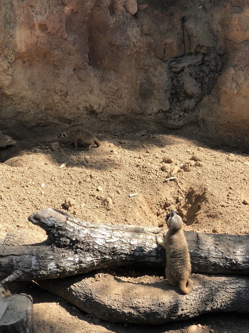 Meerkat