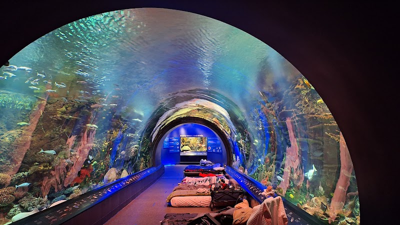 Ocean Wonders: Sharks!