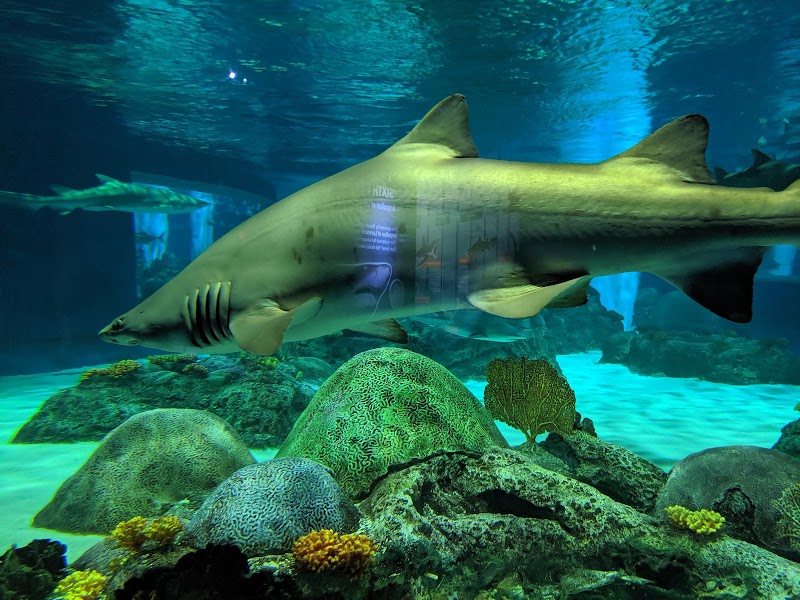 OdySea Aquarium