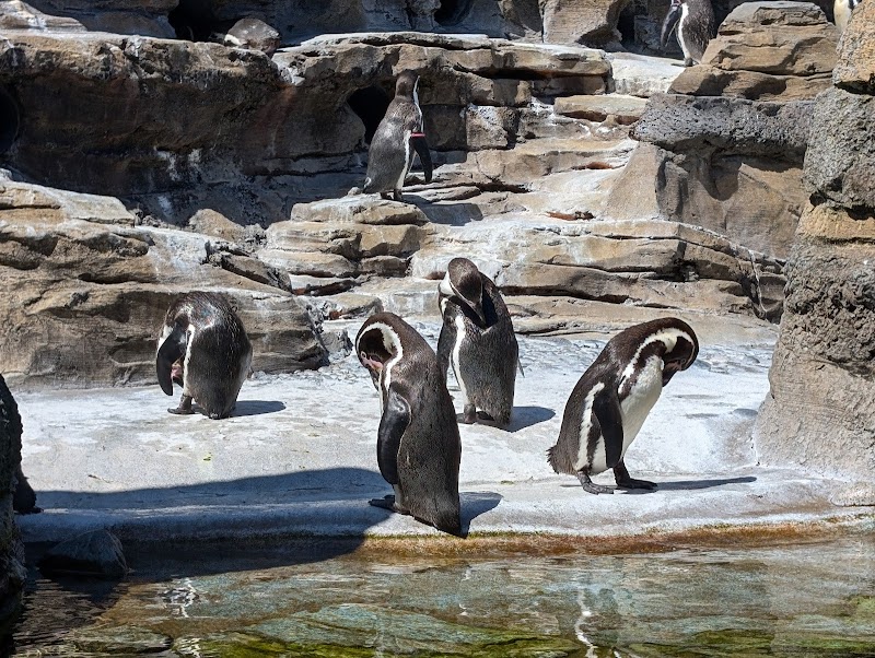 Penguin Cove