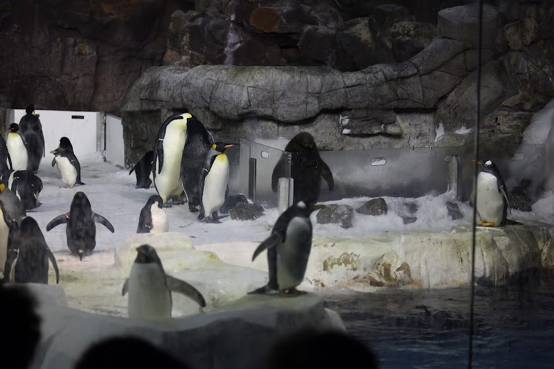 Penguin Encounter
