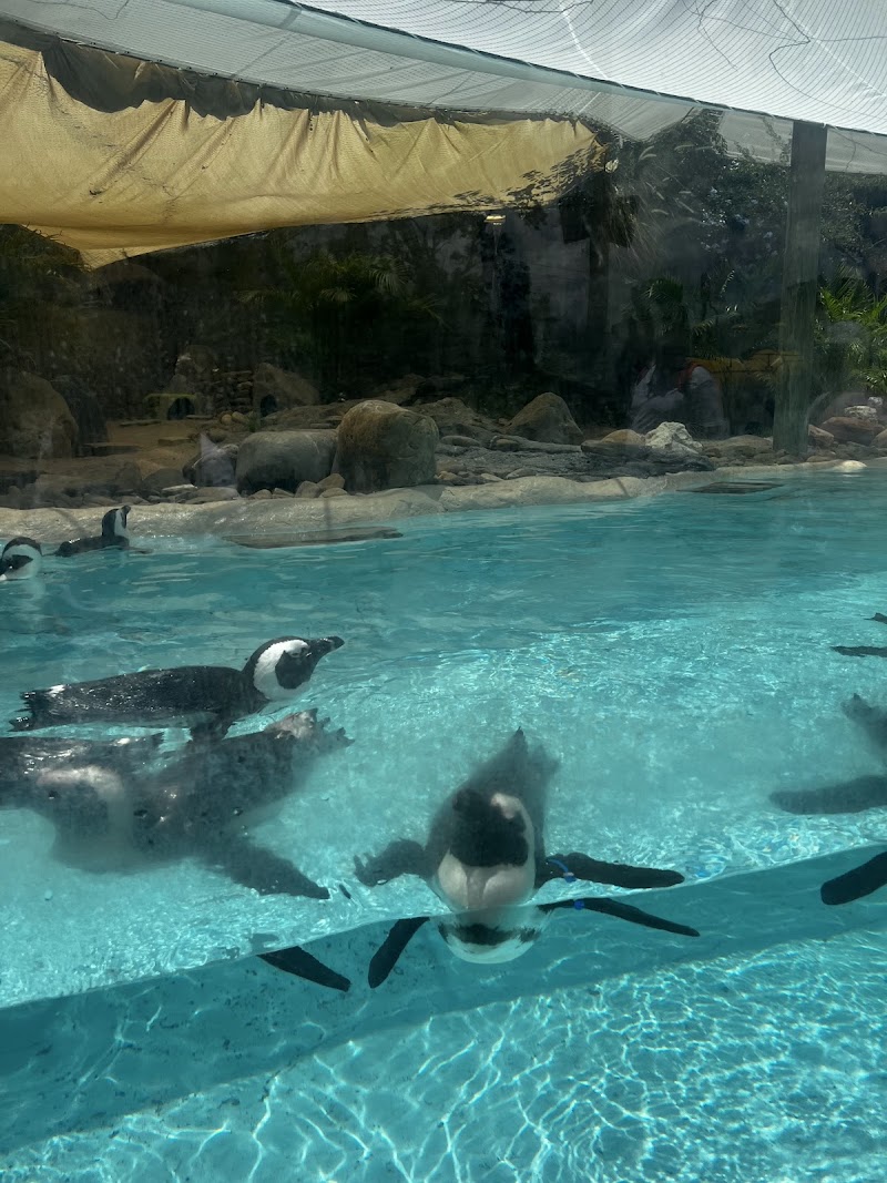 Penguin Point